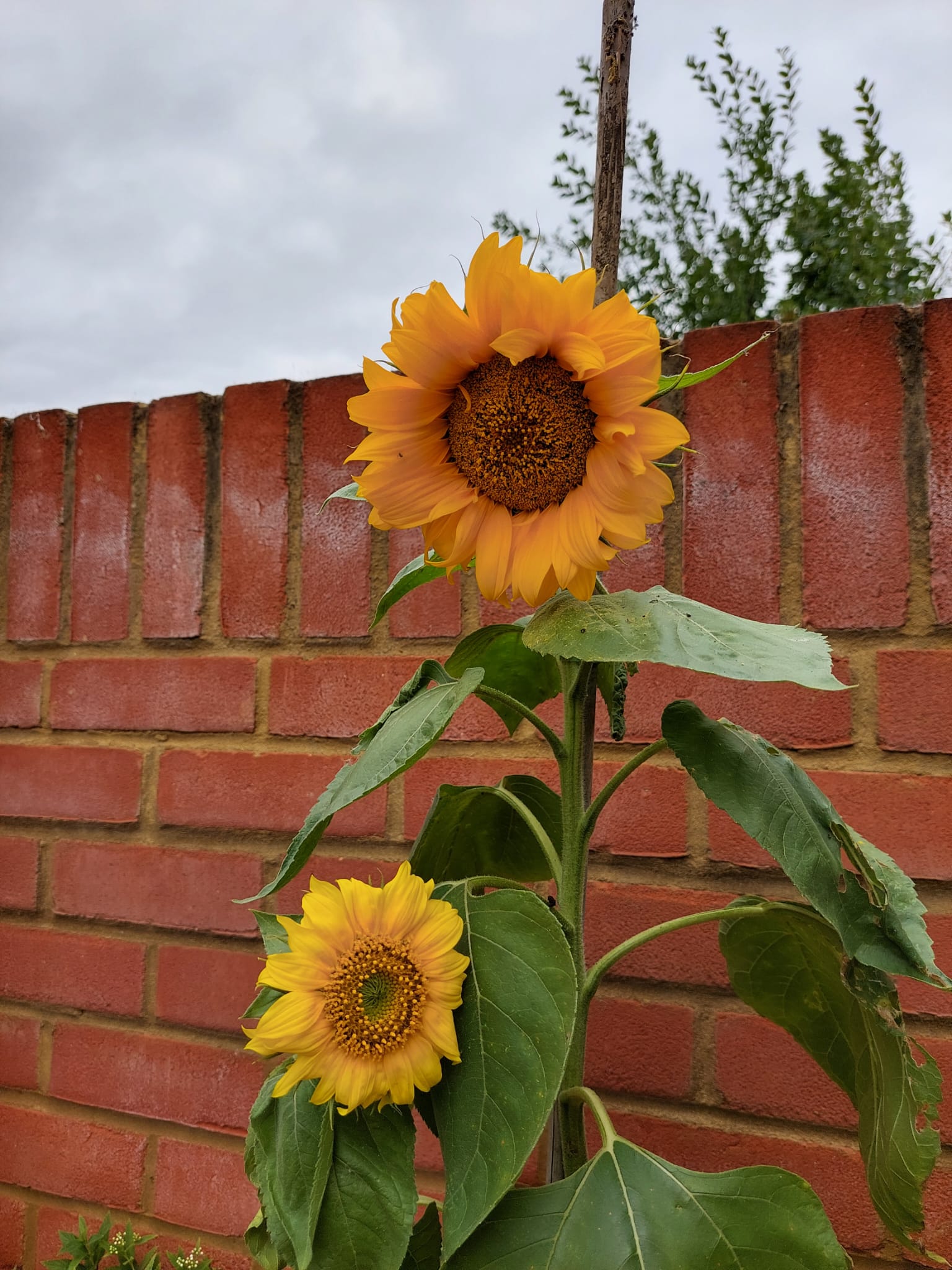 Carly and Elisha - the 2 sunflowers we grew. They have certainly gained a lot of attention in our shared garden as the neighbours have all saidit brightened up their day when they see them either from their window or down in the garden.