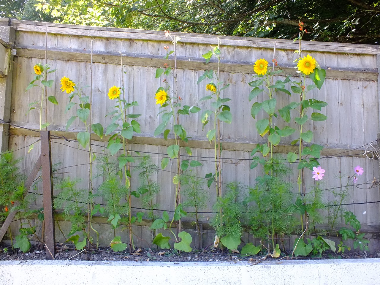 Derek P - Here is a photo of the sunflowers I grew, underplanted with Cosmos with Runner Beans growing up the support sticks.  The highest reached 140cm.