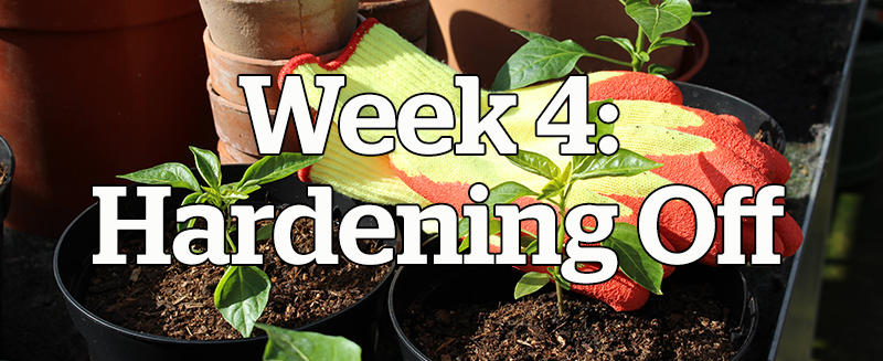 Week 4: Hardening Off