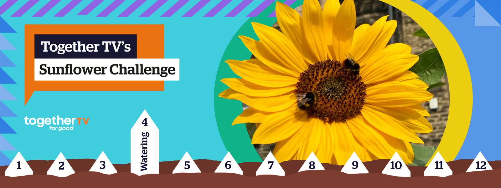 Together TV's Sunflower Challenge - week 4:watering